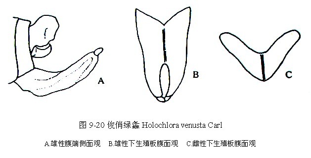 俊俏綠露螽