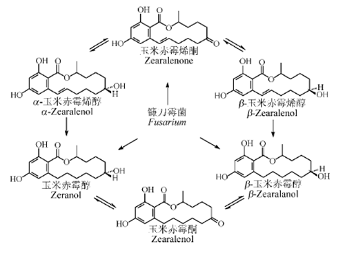 玉米赤霉醇的轉化圖