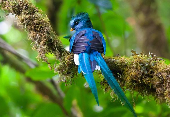 鳳尾綠咬鵑哥斯大黎加亞種