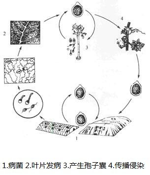 霜霉病病害循環