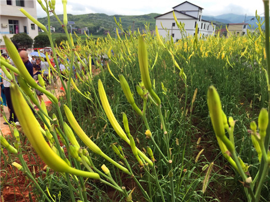 祁東黃花菜