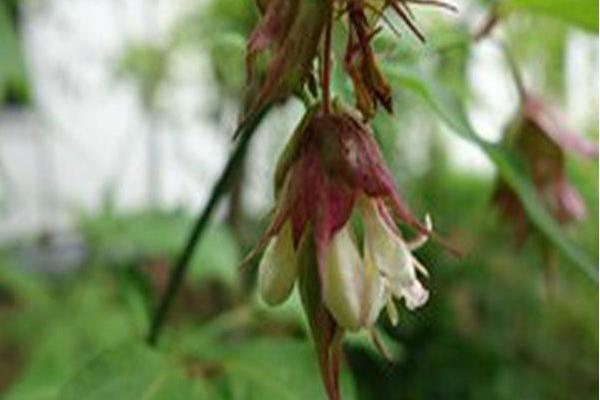 Leycesteria formosa