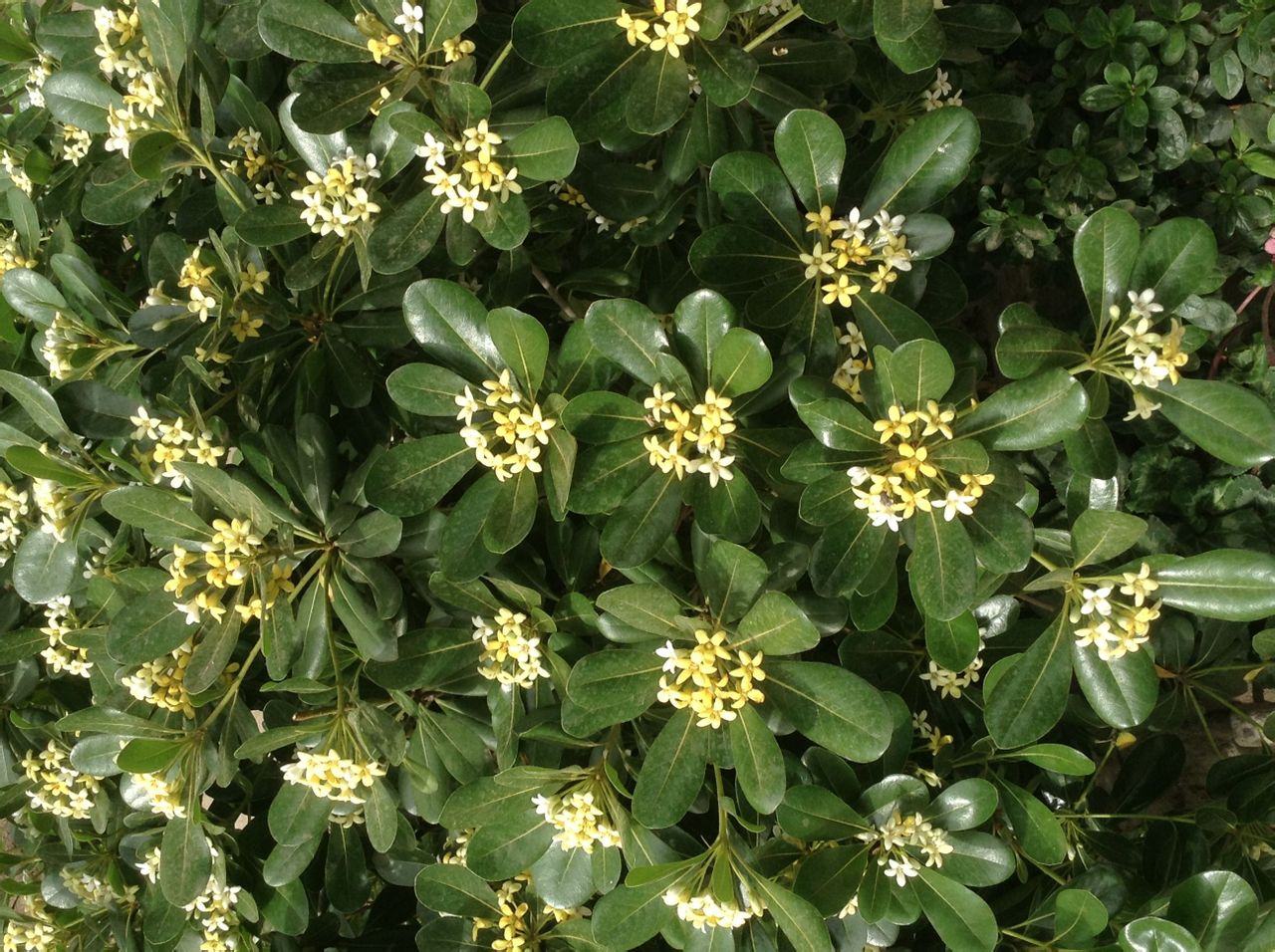 頂花山礬