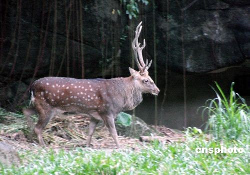 台北市立動物園內圈養的梅花鹿