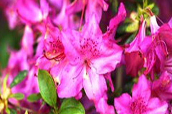 Rhododendron \x27Girard\x27s Karen\x27