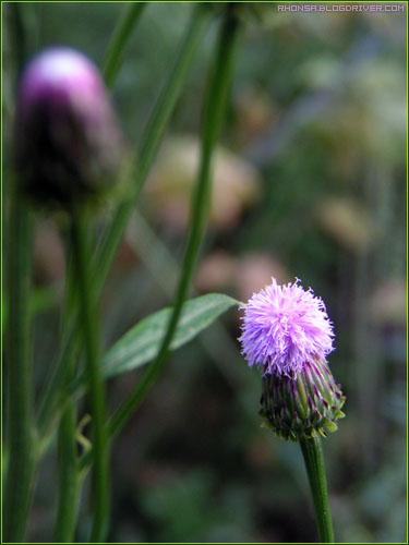 泥胡菜(桔梗目菊科植物)