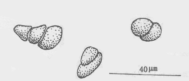 單瘤蘺生藻的四分孢子囊