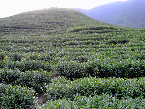 大樟鄉茶園