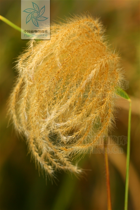 尼泊爾雙藥芒