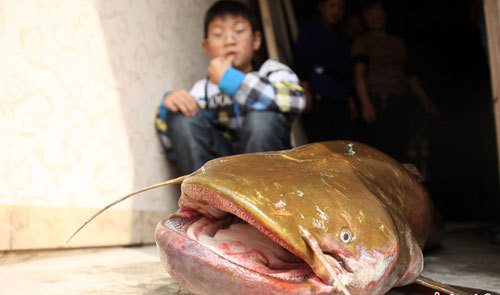 重慶鯰魚王