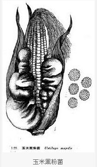 玉米黑粉菌