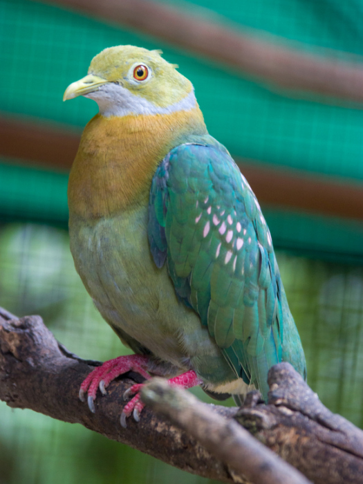 粉紅點果鳩