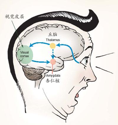 杏仁核