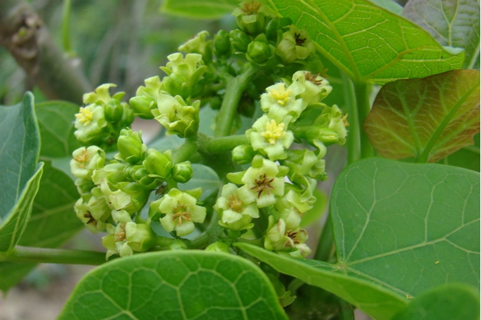 麻瘋樹湛江家系01號