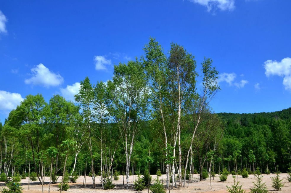 黑龍江夾皮溝國家森林公園