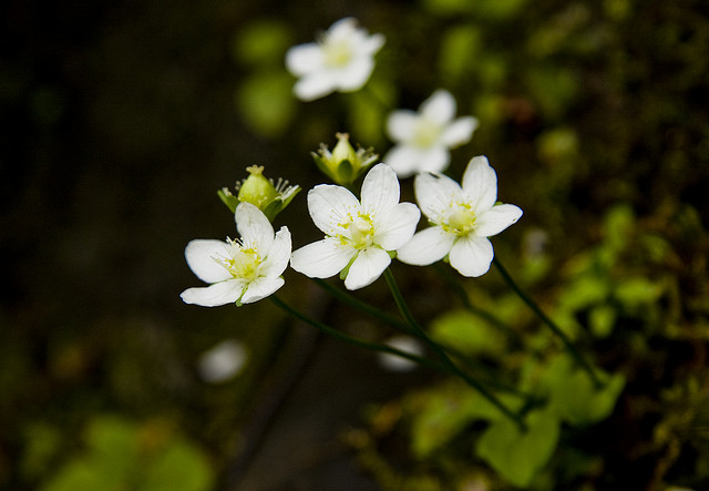 黃花梅花草