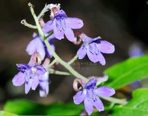 擬螺距翠雀花