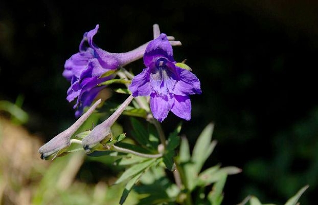 川陝翠雀花