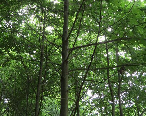 楓香安徽霍山群體家系山6