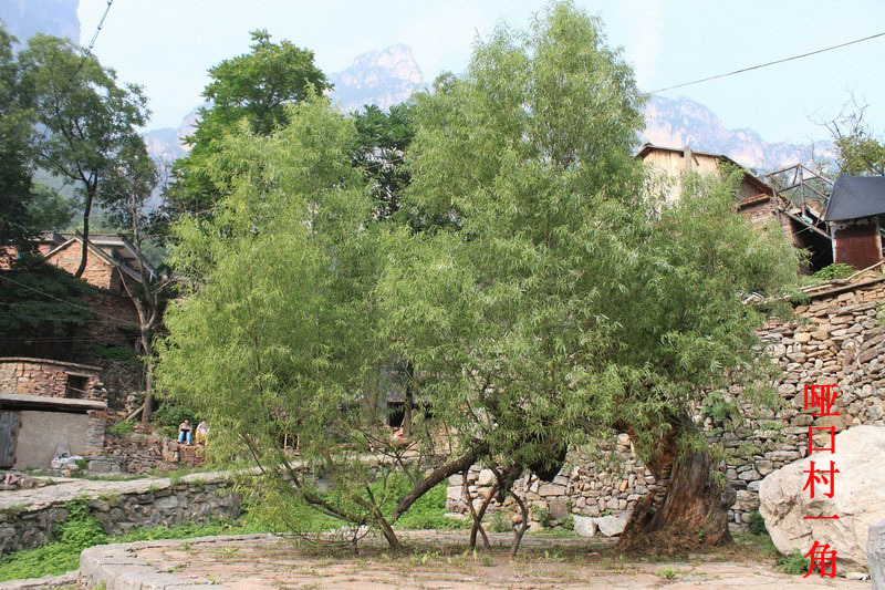 啞口村(雲南省保山市龍陵縣龍新鄉啞口村)