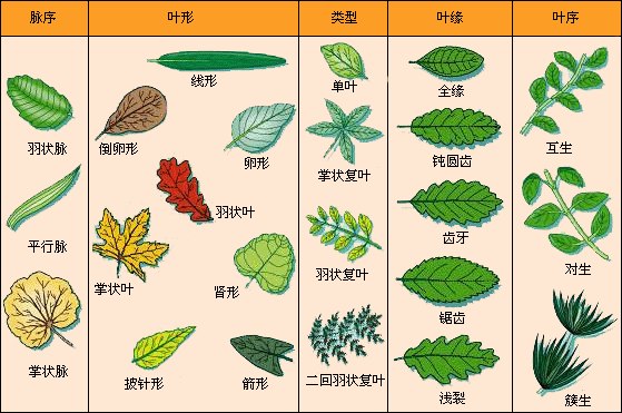 多花互生葉蕘花