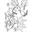 陝甘黃毛槭