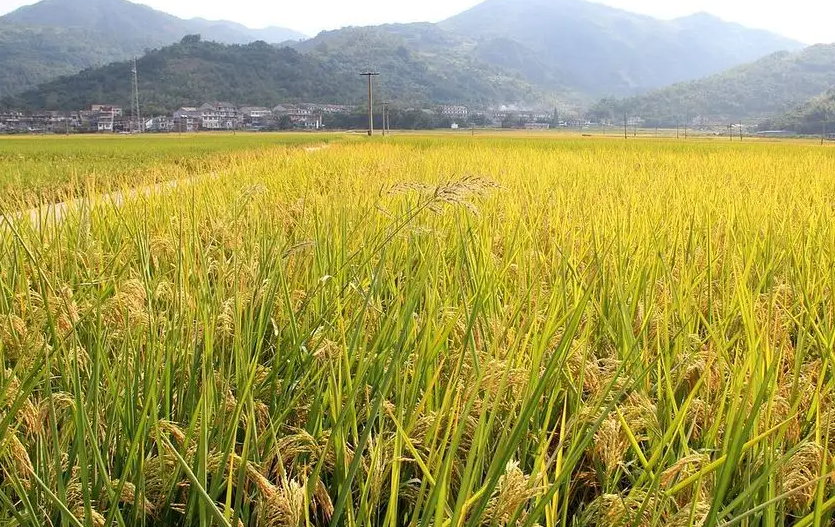 長瑛村