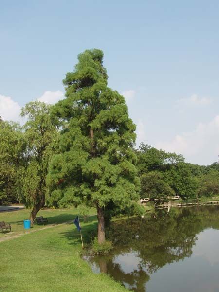 水松根村