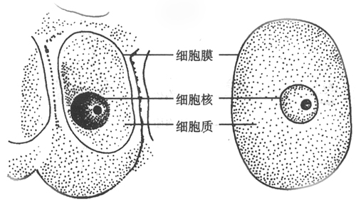 繆勒氏細胞