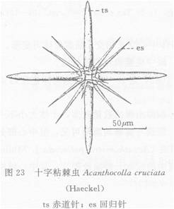 線描圖:十字粘棘蟲