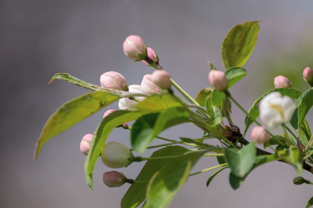 麗江山荊子無性系1號