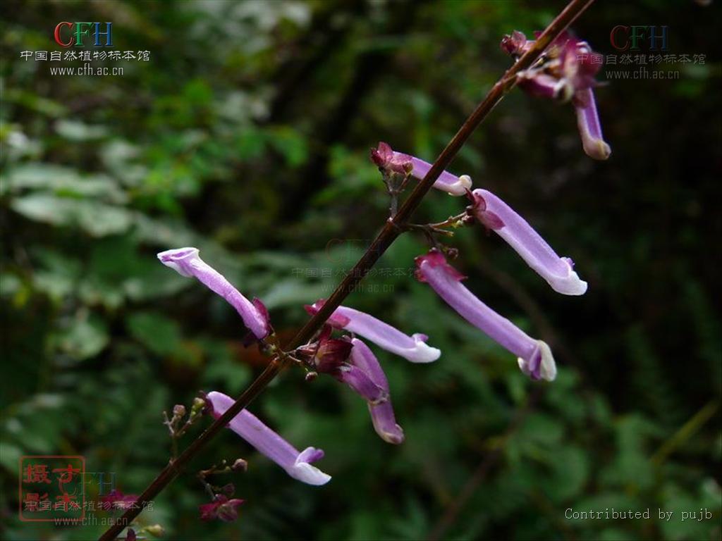 紫毛香茶菜