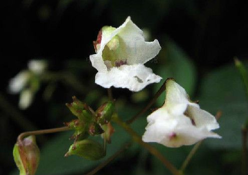 無距鳳仙花