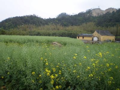 龍王堂村