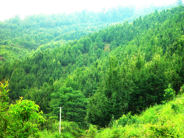 天峨大果山楂