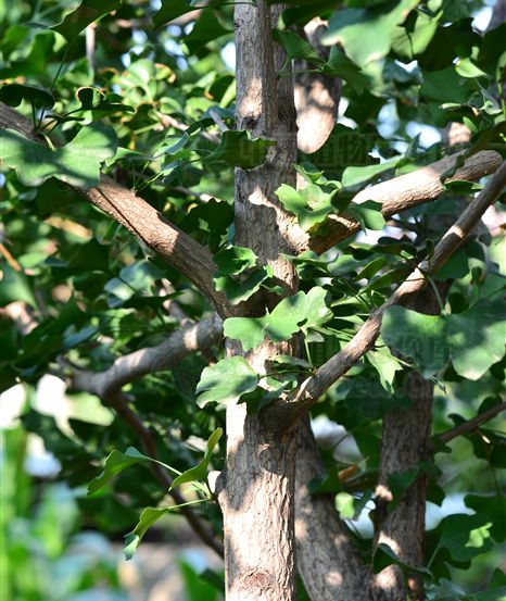 沂源荊山園藝場