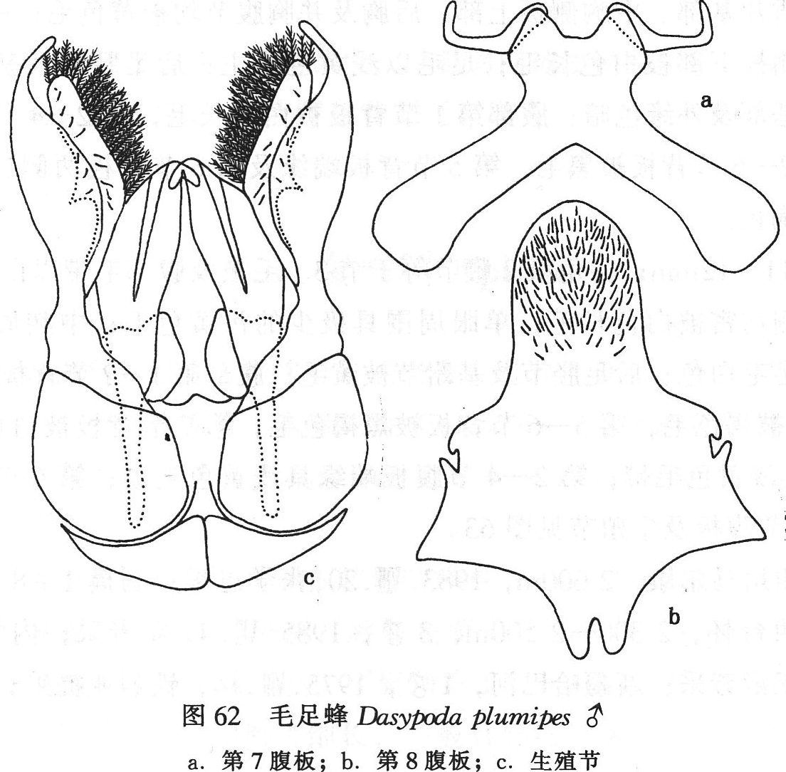 毛足蜂