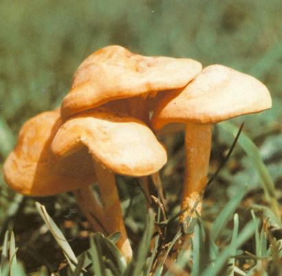 淡土黃麗蘑 Calocybe carnea