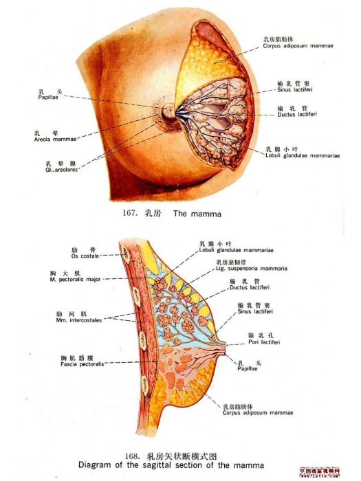 濕疹樣乳癌(佩吉特病)