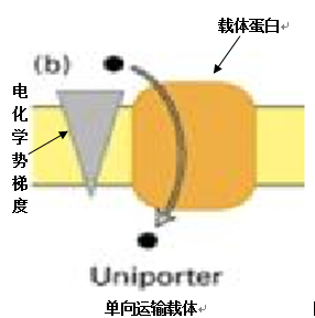 單向運輸載體