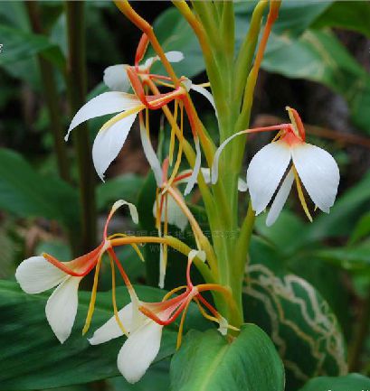 疏花草果藥