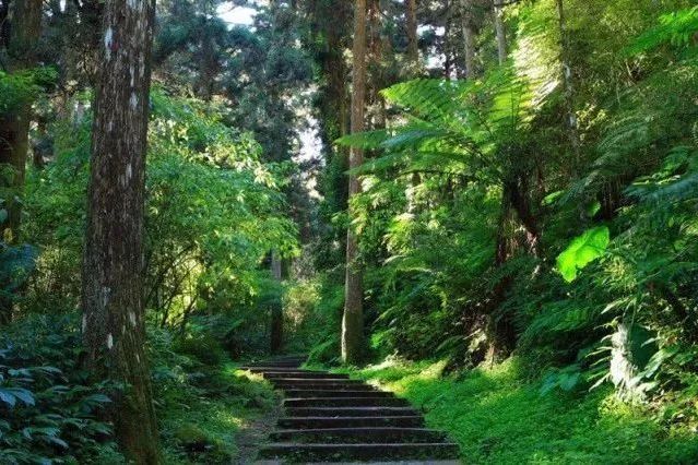 江西彭澤國家森林公園