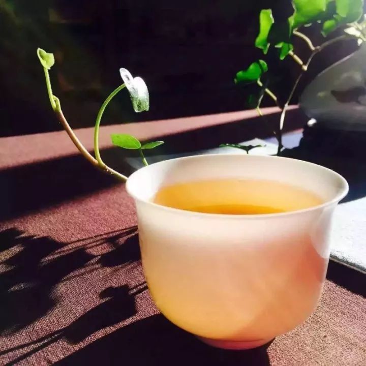 求真茶