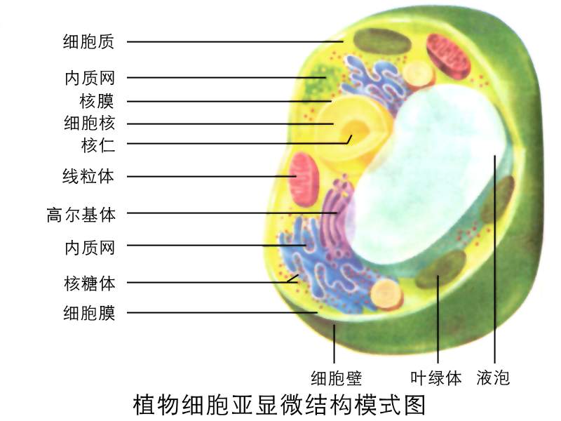 細胞結構 分類 動物細胞 細菌和真菌 植物細胞 人體細胞 組成 中文百科全書
