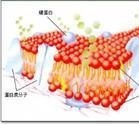 腦膜瘤細胞