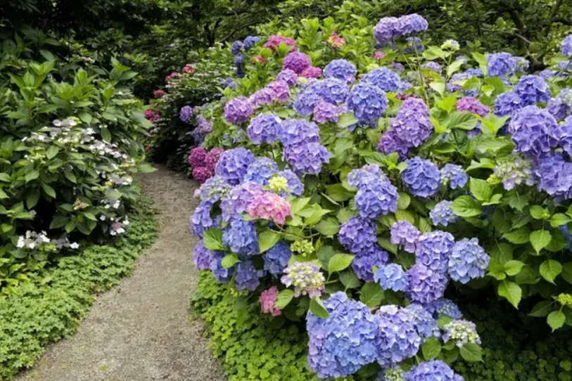 Hydrangea macrophylla \x27Monrey\x27 BUTTONS \x27N\x27 BOWS