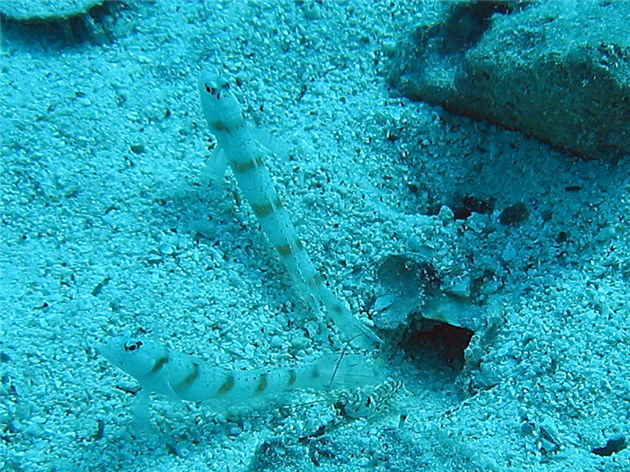 居住在一起的鼓蝦與蝦虎魚