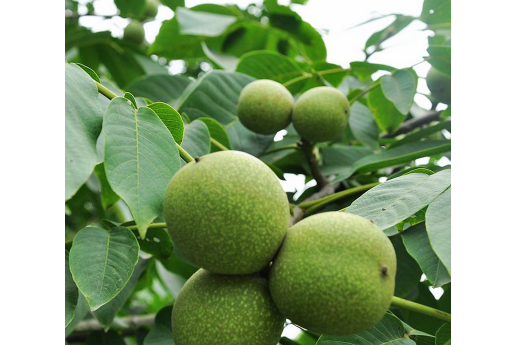 煙臺野核桃家系7號