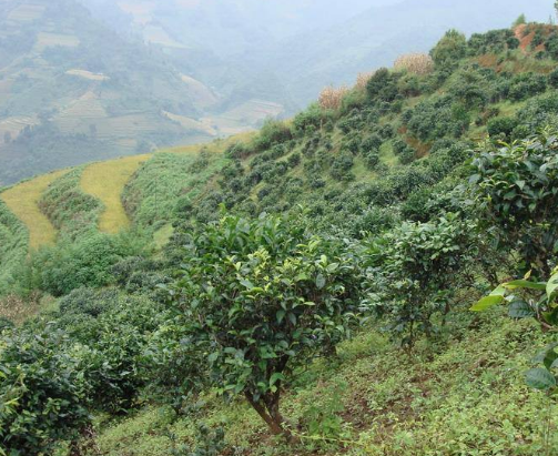 懂過古茶山