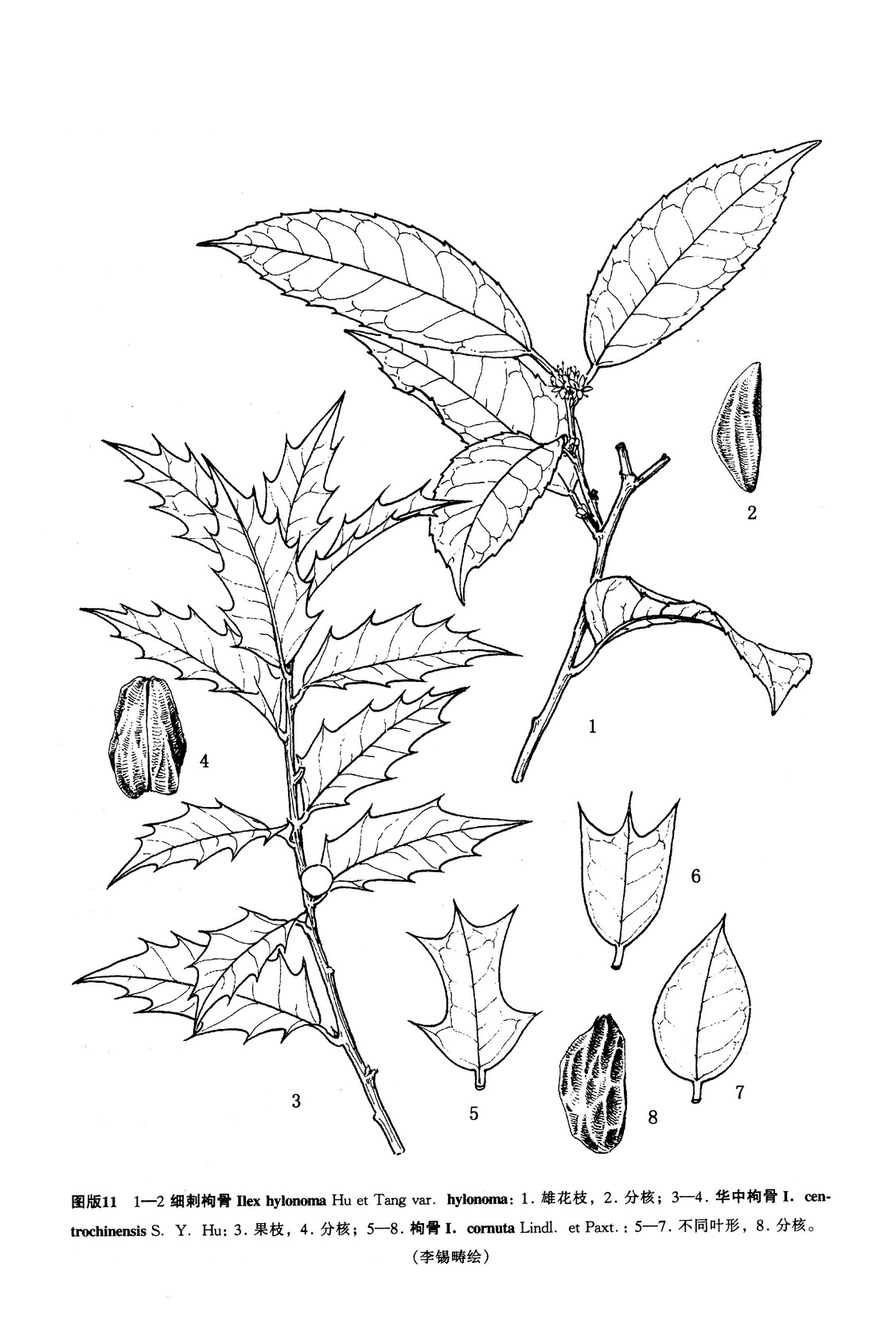 細刺枸骨（原變種）